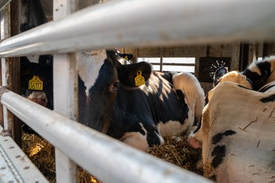 Krávy v transportu na odpočívadle v Turecku - Nevinné oběti